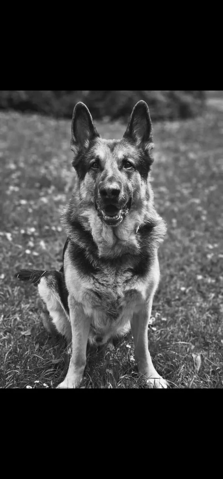 Cäsar als Schäferhund auf einer Wiese, Schwarzweißporträt.