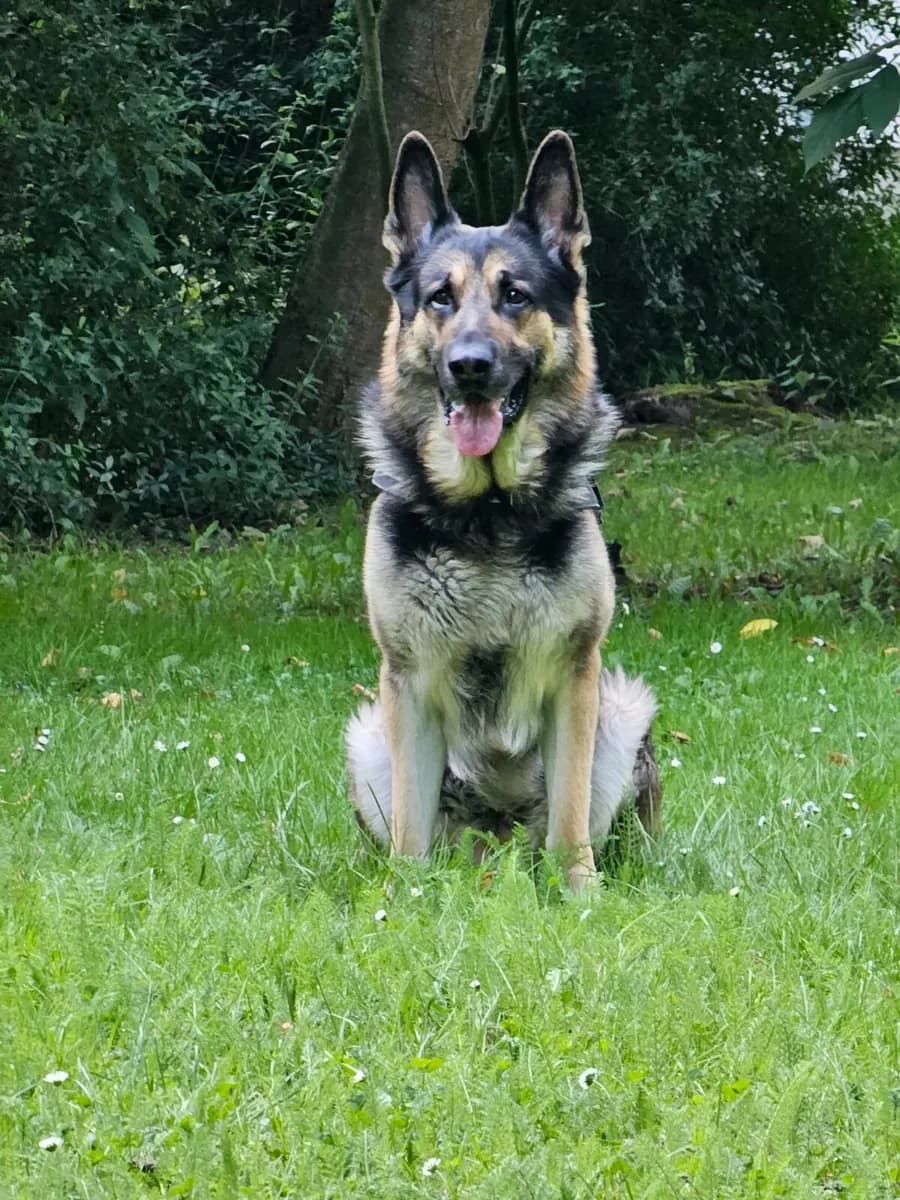 Cäsar sitzt im Gras unter einem Baum.